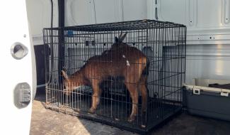 La Louvière : sauvetage d'une soixantaine d'animaux maltraités