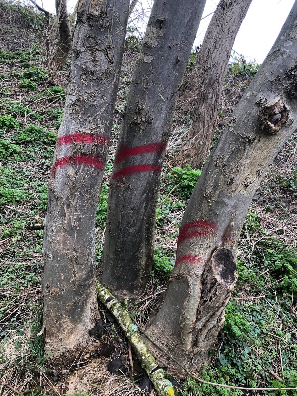 Canal historique : 41 arbres seront abattus 