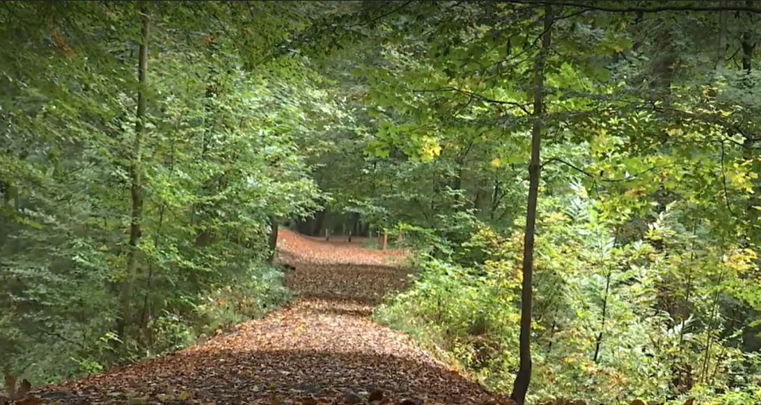 Braine-le-Comte : battues et chasses dans le Bois de la Houssière