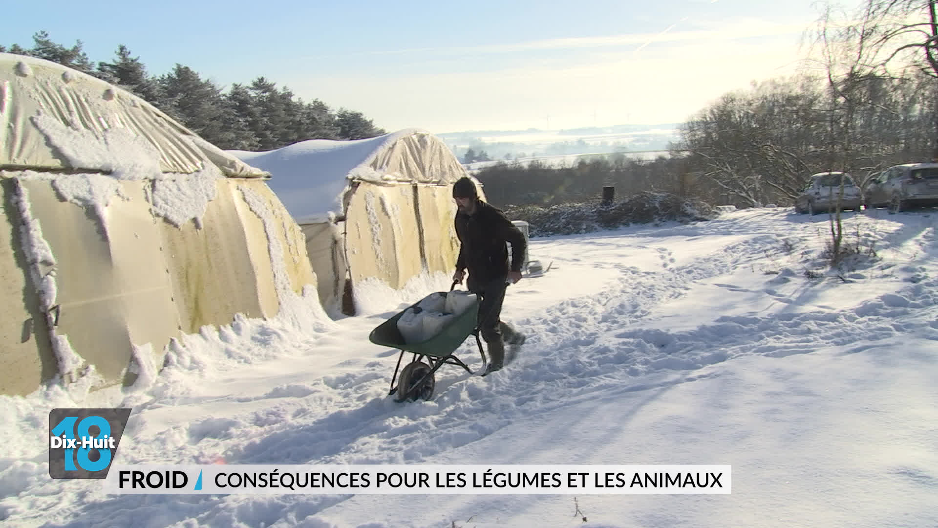 Froid : conséquences pour les légumes et les animaux