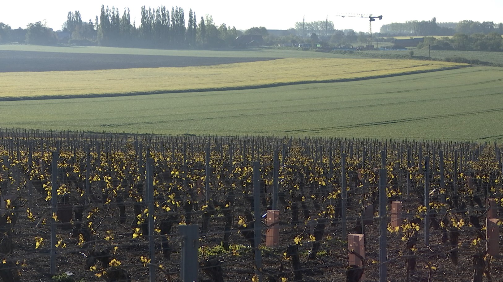 Haulchin : des gelées dévastatrices au vignoble des Agaises