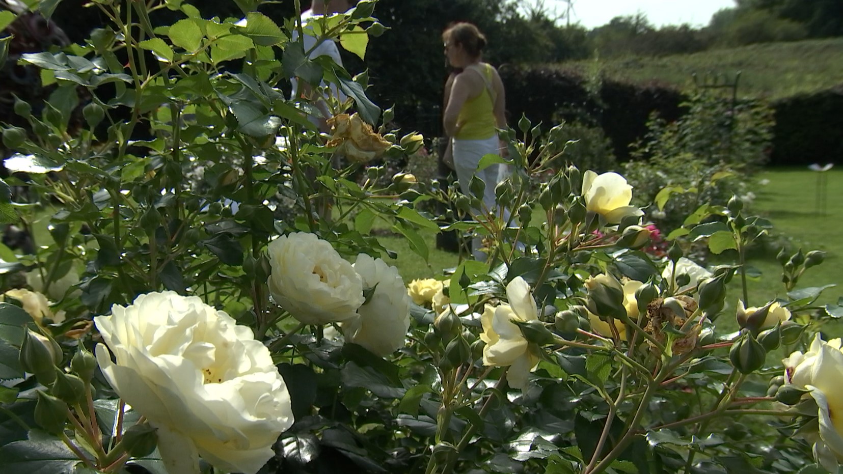 Le Roeulx : le Festival de la Rose revient ces 7 et 8 septembre