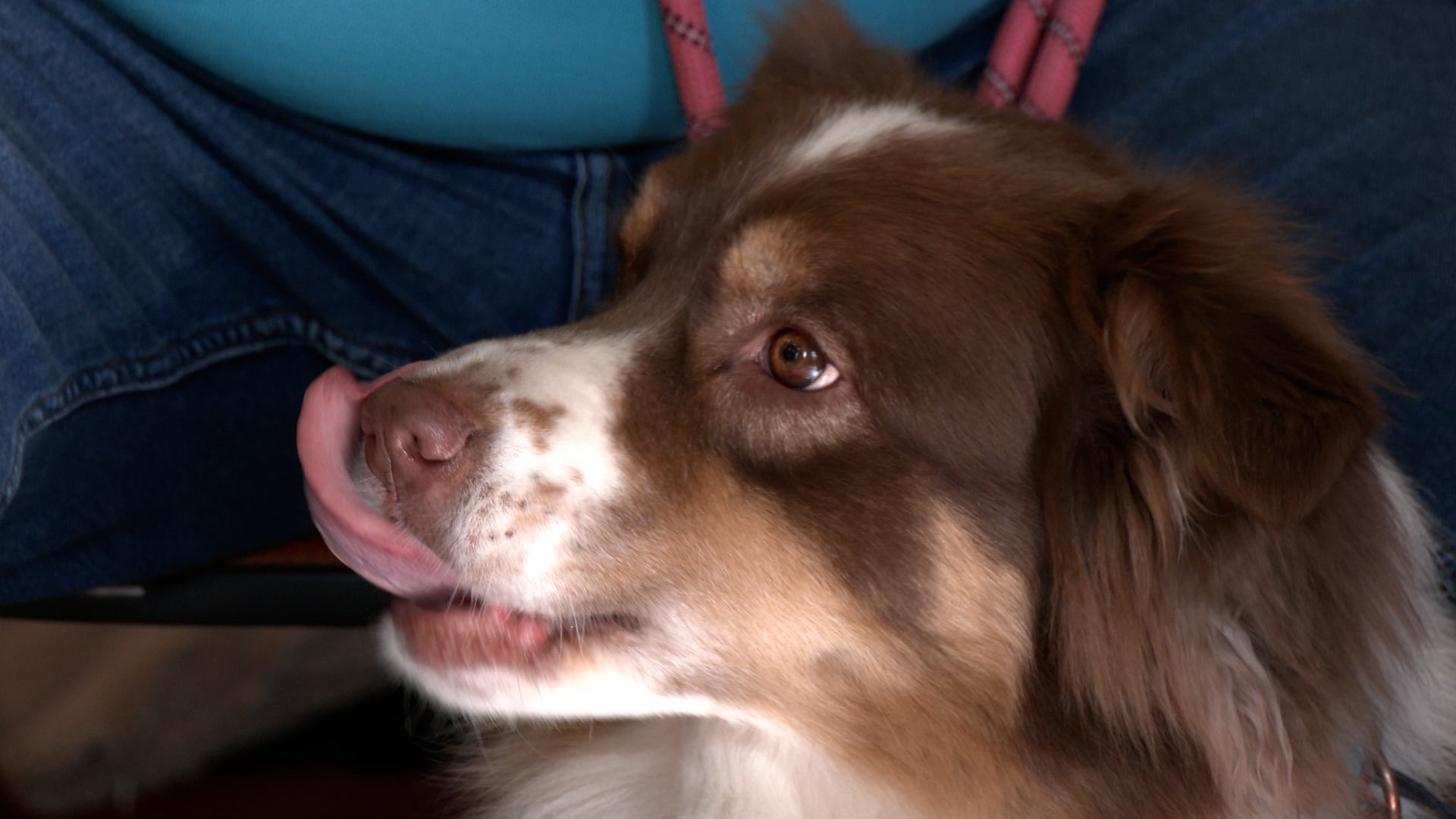 Monde canin : comportement à adopter face à un chien
