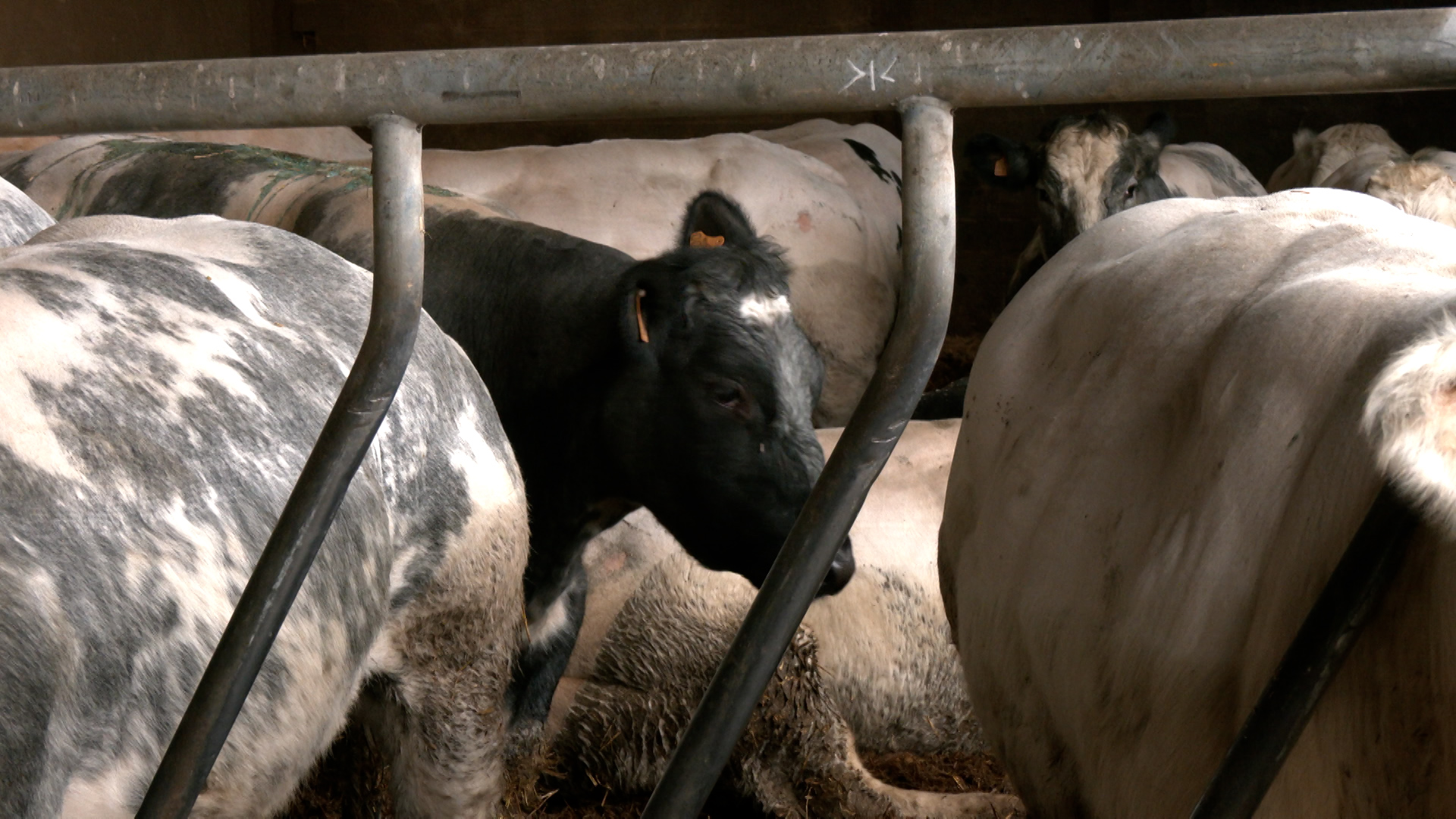 Agriculture: manifestation contre les mesures européennes