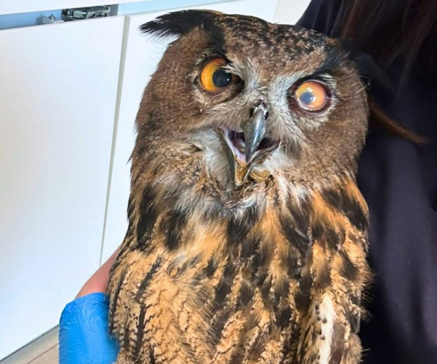 Un hibou grand-duc retrouvé affaibli sur le site de Duferco et pris en charge par Pairi Daiza