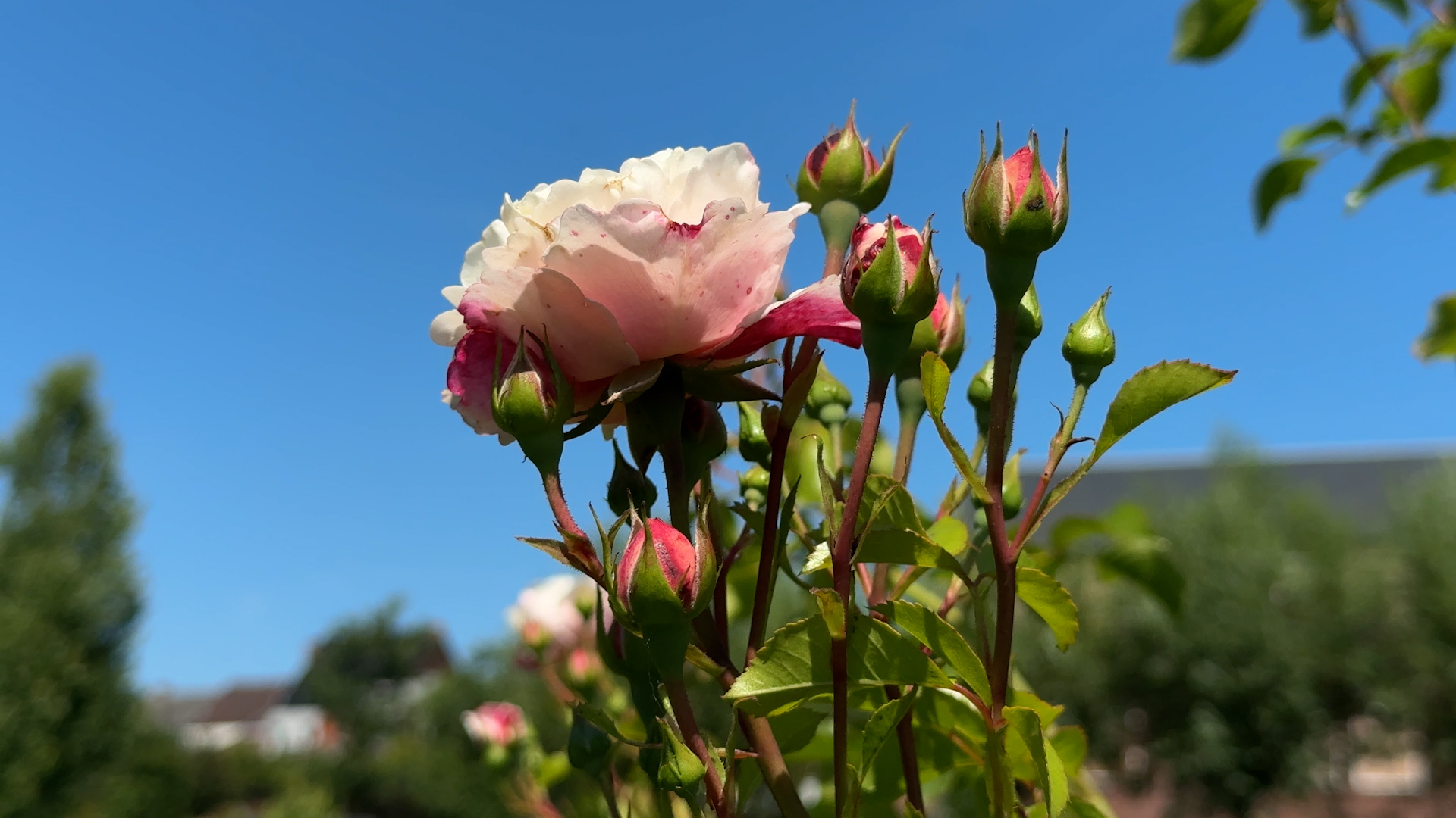 Le Roeulx : à la découverte du jardin des roses