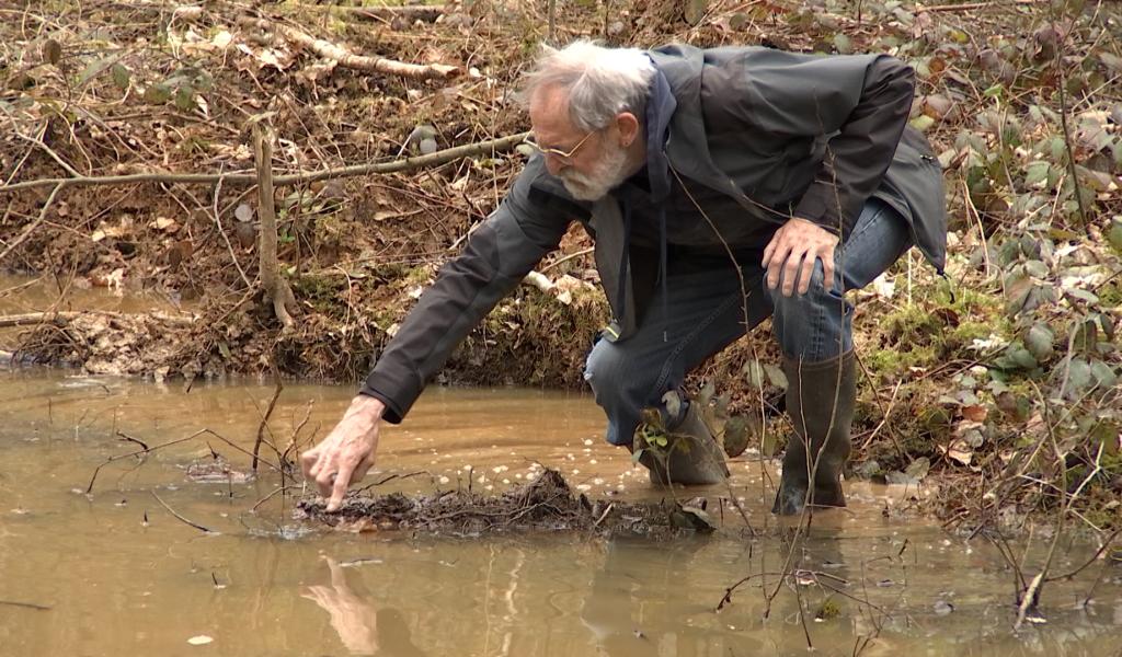 Braine-le-Comte : Des bénévoles se mobilisent pour sauver les grenouilles rousses !
