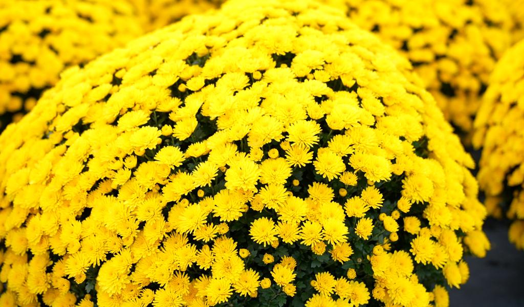 Toussaint : une période dense pour les horticulteurs