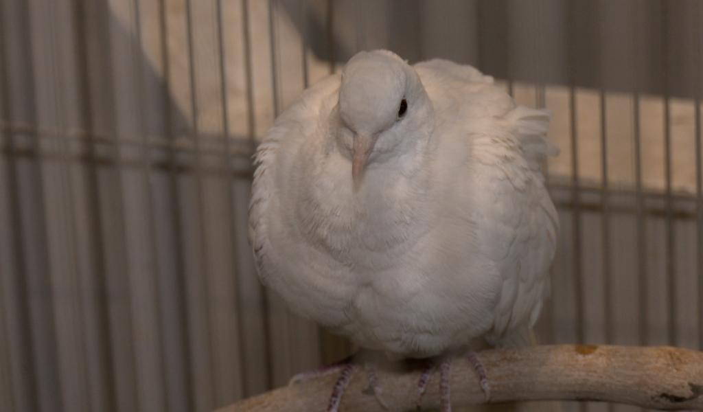 Morlanwelz: vers quel bien-être animal?