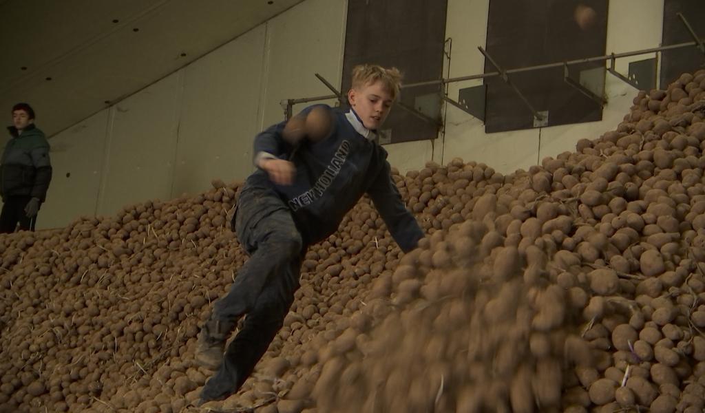 Pommes de terre : un producteur brainois offre son surplus