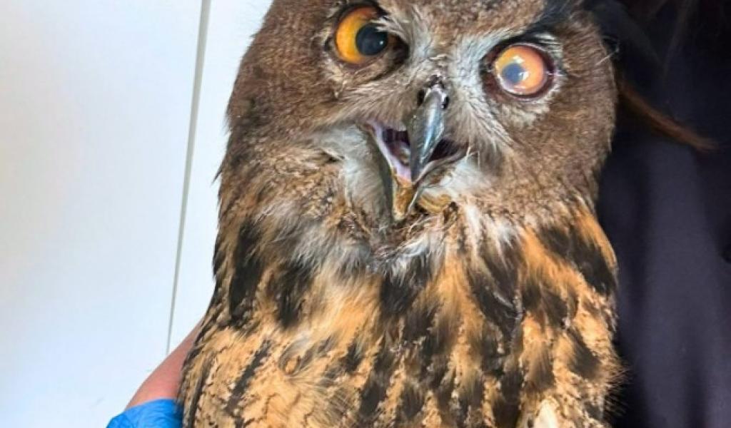 Un hibou grand-duc retrouvé affaibli sur le site de Duferco et pris en charge par Pairi Daiza