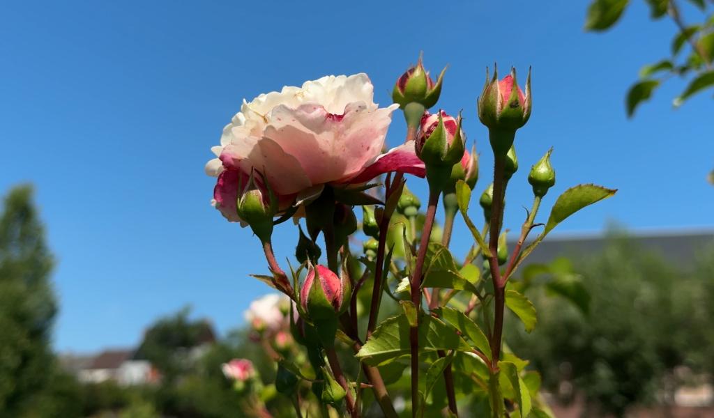 Le Roeulx : à la découverte du jardin des roses