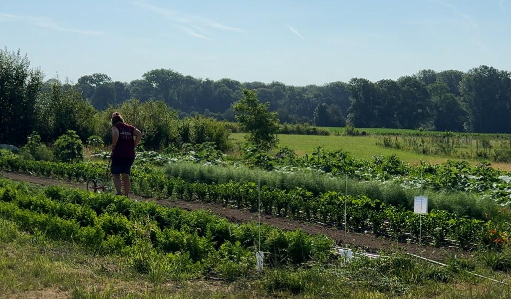 Horrues : l'inquiètude d'une maraichère face à la chaleur