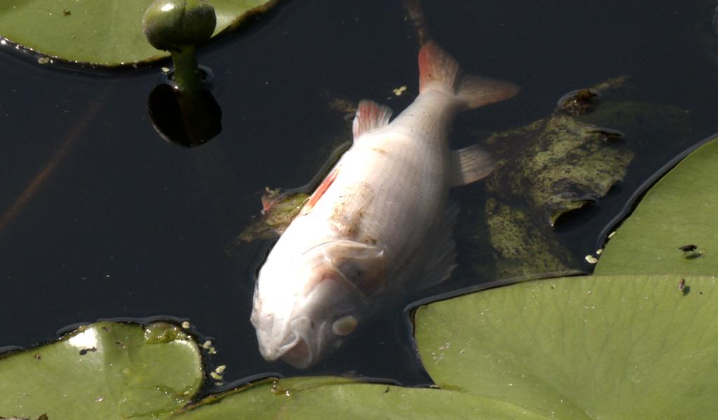 Seneffe: les poissons suffoquent et périssent dans l'Ancien Canal