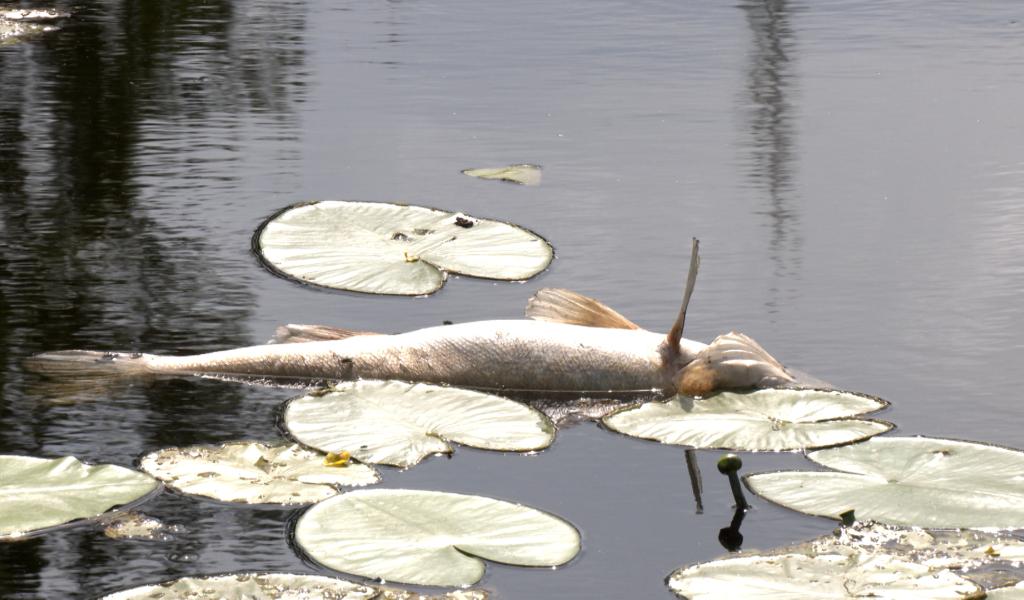 Seneffe : la problématique des poissons morts sur la table du conseil communal
