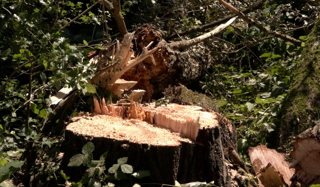 Estinnes : les traces de la tempête subsistent sur le Ravel