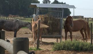 Portrait : Dessine-moi un cheval