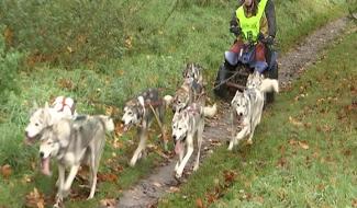 Morlanwelz: entraînement des amateurs de chiens de traîneaux