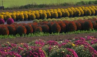 Ville-sur-Haine : Les chrysanthèmes de la famille Hautenauve.