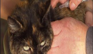 Une puce pour identifier son chat