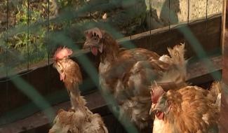 Anderlues: une seconde vie pour 300 poules