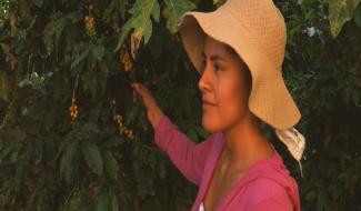 Iles de Paix. Un label bio au Pérou