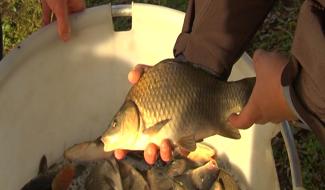 Strépy-Bracquegnies: empoissonnement exceptionnel des étangs.
