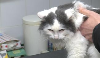Soignies : un subside pour les chats