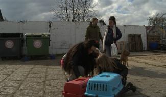 La Louvière : la SPA héberge les chiens et chats des sans-abri