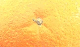 Expo : Quinconce est de retour