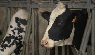 Braine-le-Comte : une brochure pour lutter contre les idées reçues sur l'élevage