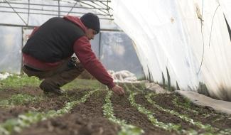Trivières: le froid, un problème pour les producteurs de légumes
