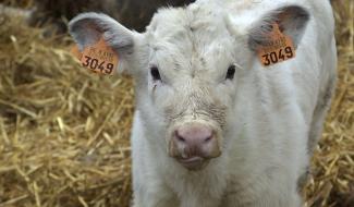 Naast : le point avec un éleveur de blanc-bleu belge