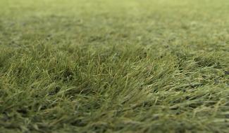 Terrains synthétiques = danger ?