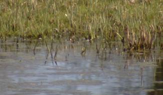 Découverte du marais de Buvrinnes: une réserve naturelle privée 