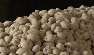 Steenkerque: rencontre avec un producteur de pommes de terre