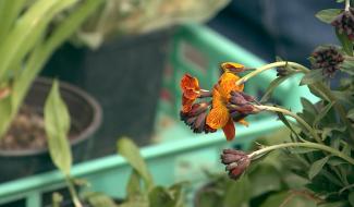 Hennuyères : une bourse d échanges de graines