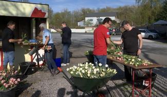 Le Roeulx - Erquelinnes: des tulipes contre le cancer