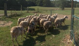 La ferme du Planois à Hennuyères; spécialiste des produits à base de lait cru