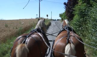 Les chevaux de traits du Bois Vignol