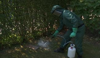 La Louvière: les pompiers sollicités pour des nids de guêpes