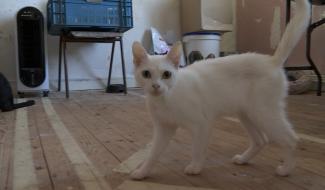 Canicule : un peu de fraîcheur à la SPA