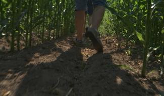 Divertissement : un labyrinthe de maïs bientôt ouvert à Houdeng