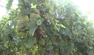 Haulchin : vendanges au Vignoble des Agaises