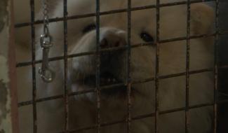 La Louvière : un code wallon du bien etre animal