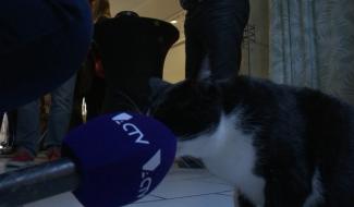 La Louvière: inauguration bar à chats