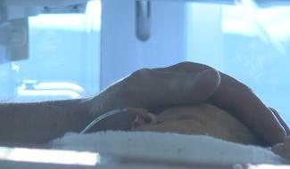 Les bébés prématurés au centre des attentions
