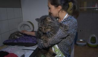 La Louvière : Les chats ont désormais leur bar