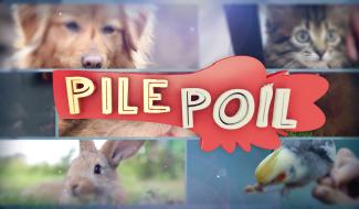 Pile Poil, la nouvelle émission sur les animaux