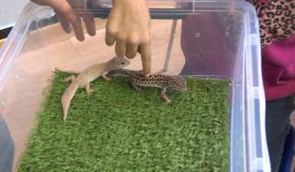 Des enfants face aux reptiles lors une animation au Roeulx